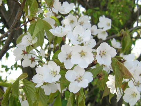 Prunus lannesiana cv.