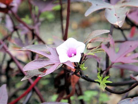 Ipomoea batatas cv. Sweet Caroline