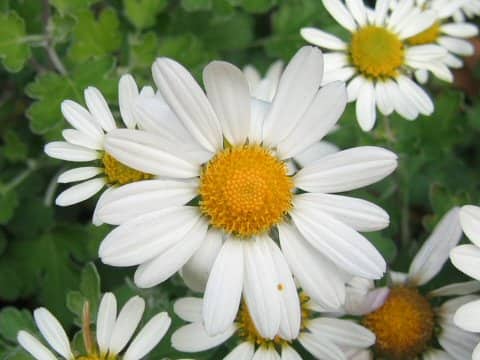 Chrysanthemum ornatum
