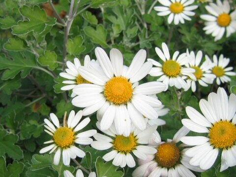 Chrysanthemum ornatum