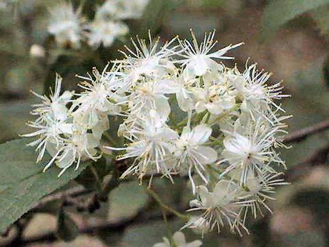 Symplocos chinensis var. leucocarpa f. pilosa