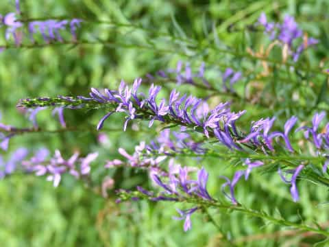 Lobelia sessilifolia