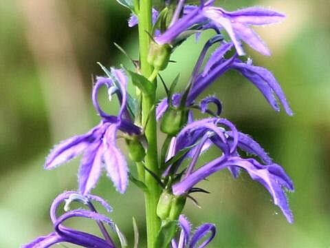 Lobelia sessilifolia