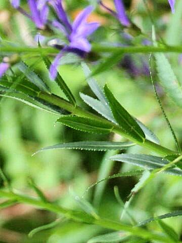 Lobelia sessilifolia