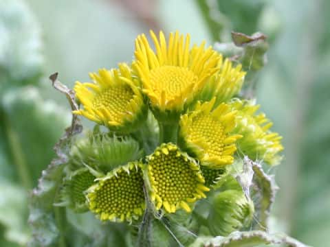 Senecio pierotii