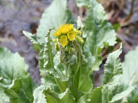 Senecio pierotii