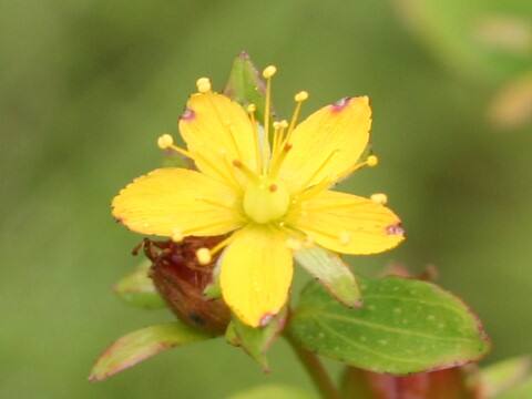 Hypericum pseudopetiolatum