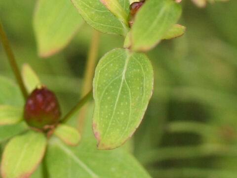 Hypericum pseudopetiolatum