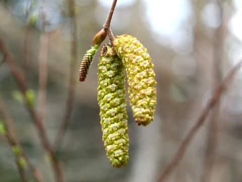 Carpinus cordata
