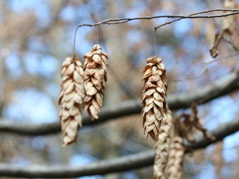 Carpinus cordata