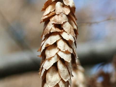 Carpinus cordata