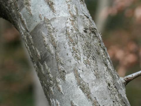 Carpinus cordata
