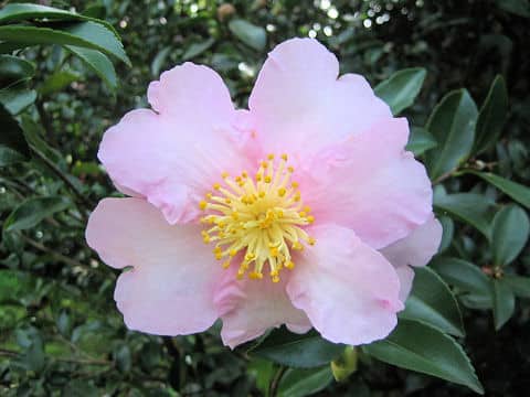 Camellia sasanqua