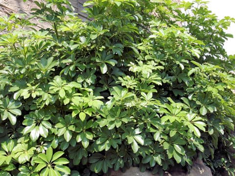 Schefflera arboricola