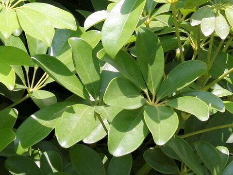 Schefflera arboricola