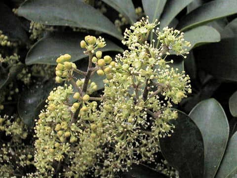 Schefflera arboricola