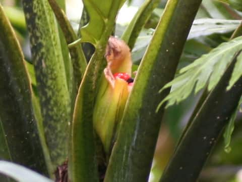 Schizocasia lauterbachiana