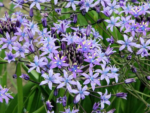 Scilla peruviana