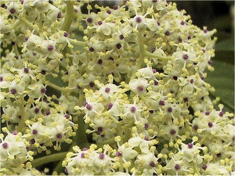 Sambucus racemosa