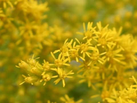 Solidago altissima