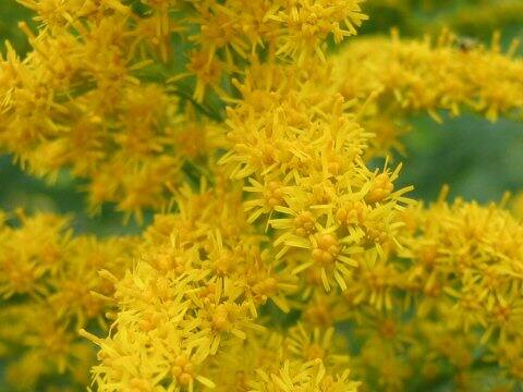 Solidago altissima