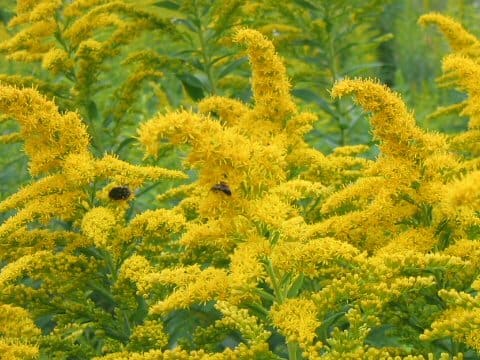 Solidago altissima
