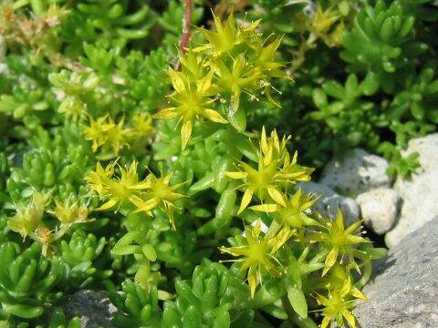 Sedum graeca