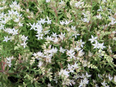 Sedum hispanicum
