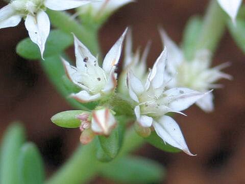Sedum hispanicum