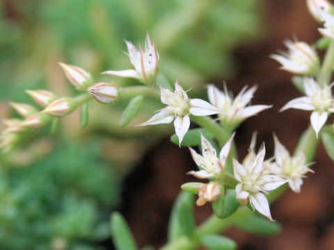 Sedum hispanicum