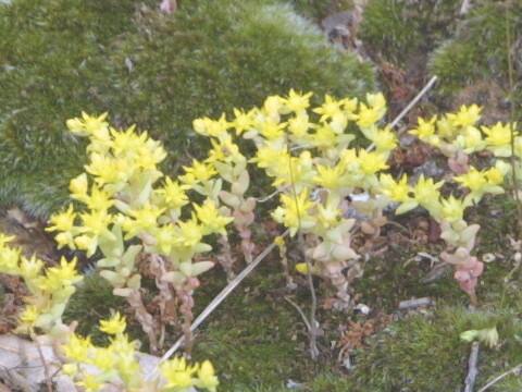 Sedum nuttallianum