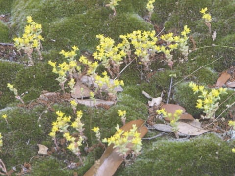 Sedum nuttallianum