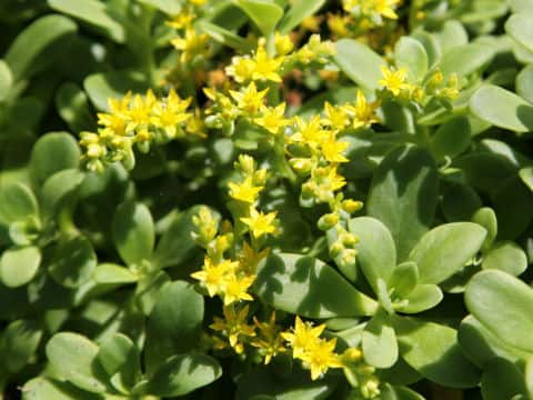 Sedum oreganum