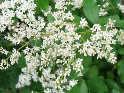 Ligustrum vulgare