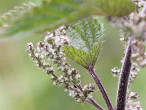 Urtica dioica
