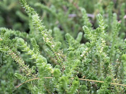 Crassula muscosa