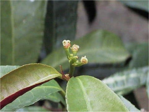 Excoecaria cochinchinensis
