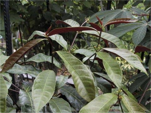 Excoecaria cochinchinensis