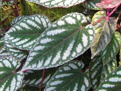 Cissus discolor