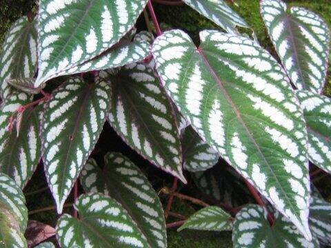 Cissus discolor