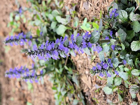 Ajuga reptans