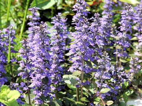Ajuga reptans
