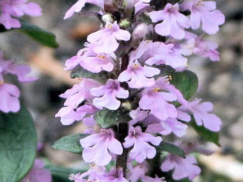 Ajuga reptans