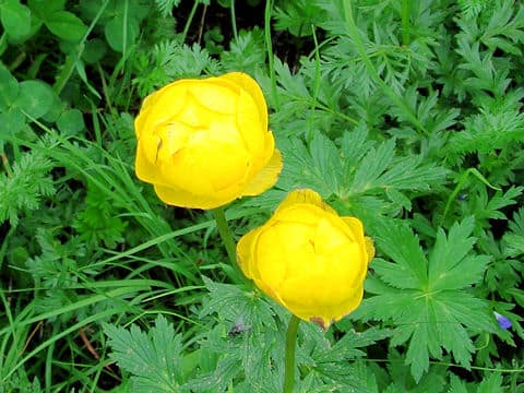 Trollius europaeus