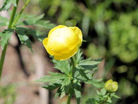 Trollius europaeus