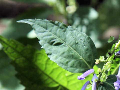 Rabdosia effusa