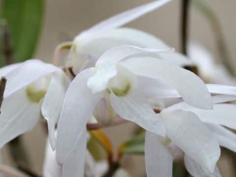 Dendrobium moniliforme
