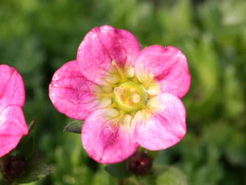 Saxifraga rosacea