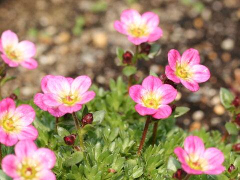 Saxifraga rosacea