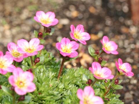Saxifraga rosacea